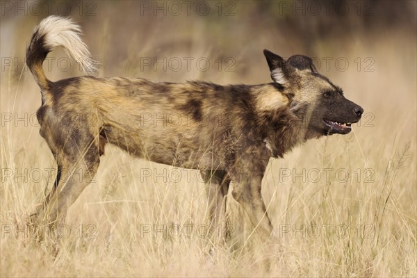 African Wild Dog (Lycaon pictus)