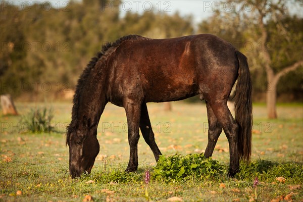 Black Menorquin stallion