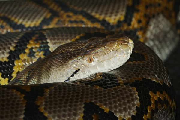 Reticulated Python (Broghammerus reticulatus