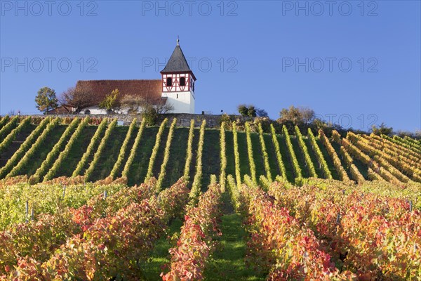 Vineyard in autumn with Michaelsberg hill and St Michael's Church