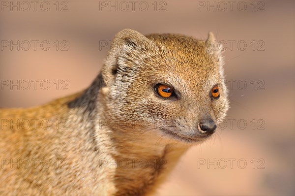 Yellow Mongoose (Cynictis penicillata)