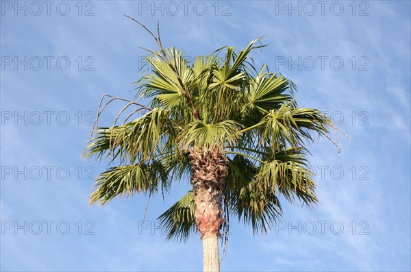 Washingtonia Palm (Washingtonia sp.)