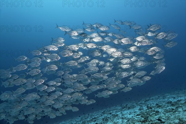 Blue Trevallys (Carangoides ferdau)