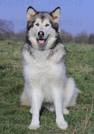 Alaskan Malamute sitting on a meadow