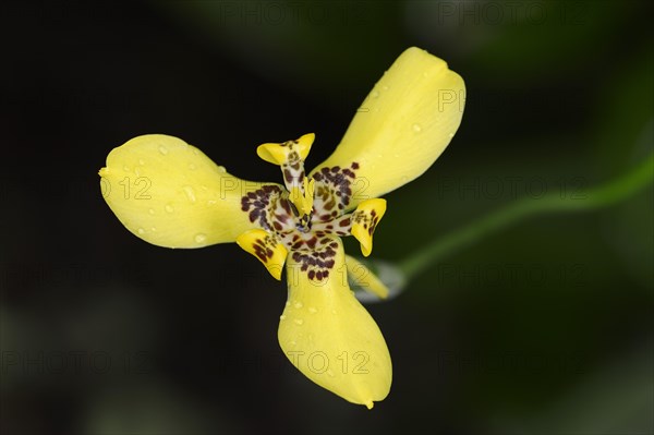 Martinique Trimezia or Yellow Walking Iris (Trimezia martinicensis)