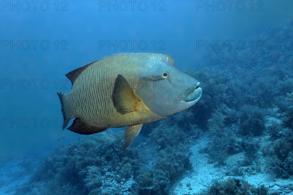 Humphead wrasse (Cheilinus undulatus) over coral reef