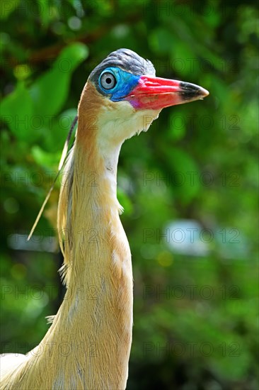 Whistling Heron (Syrigma sibilatrix sibilatrix)