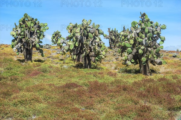 Giant Prickly Pear cactuses (Opuntia sp.)