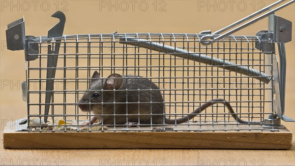 House Mouse (Mus musculus)