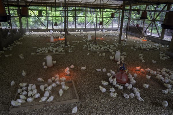 Chicks on a poultry farm