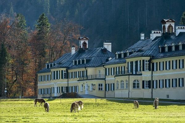 Horses on pasture