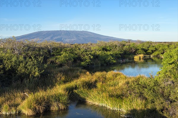 Pond