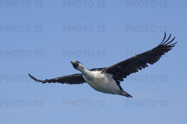 Blue-eyed Shag or Imperial Shag (Phalacrocorax atriceps)