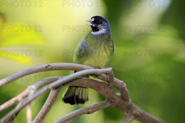 Collared Finchbill (Spizixos semitorques)