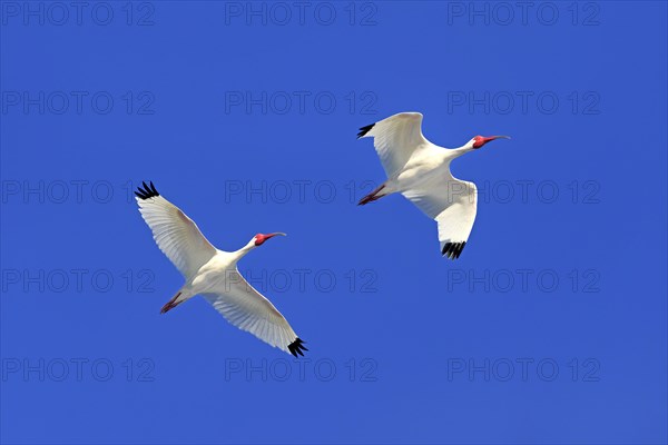 American White Ibis (Eudocimus albus)