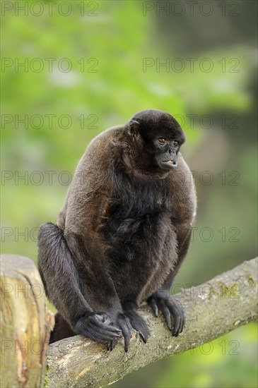 Humboldt's Woolly Monkey or Brown Woolly Monkey (Lagothrix lagotricha)