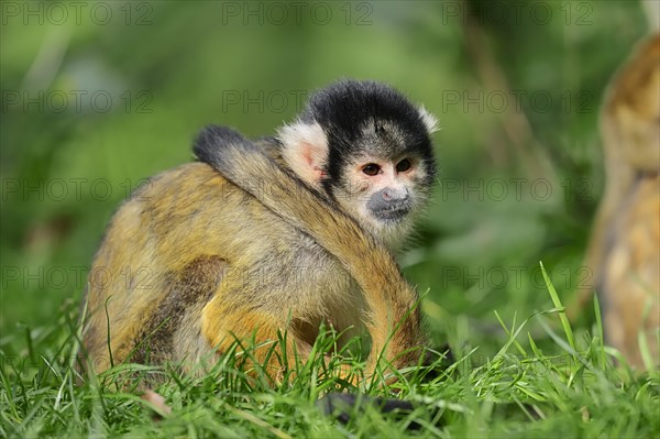 Bolivian Squirrel Monkey (Saimiri boliviensis)