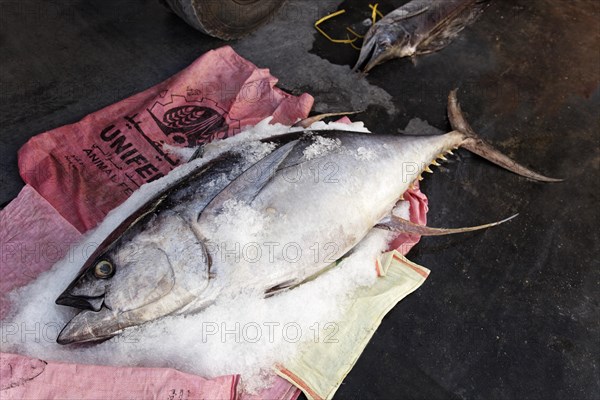 Yellowfin tuna on ice