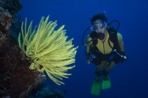 Scuba diver looking at a yellow Feather Star (Crinoidea)