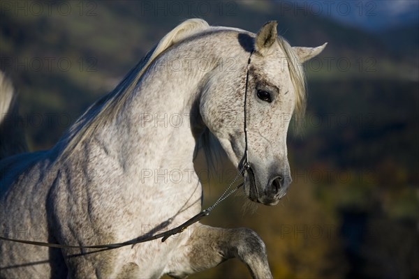 Grey Arab Horse