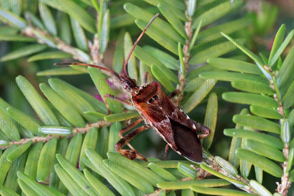 Western Conifer Seed Bug (Leptoglossus occidentalis)