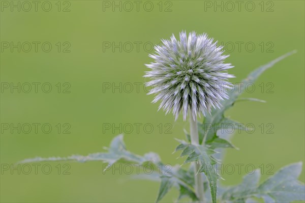 Small globe thistle (Echinops ritro)