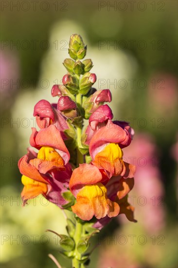 Garden Snapdragon or Common Snapdragon (Antirrhinum majus)