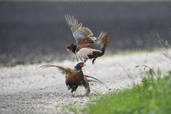 Common Pheasants (Phasianus colchicus) fighting