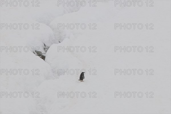 Gentoo Penguin (Pygoscelis papua) in the snow