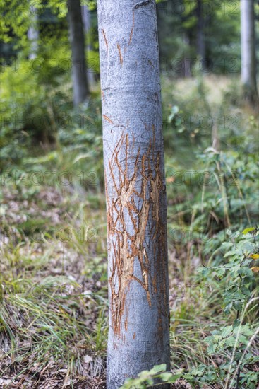 European beech (Fagus sylvatica)