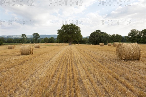 Straw bales in freshly cut wheat field