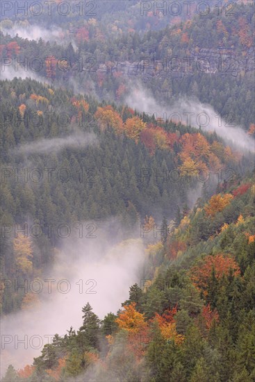 The Kirnitzschtal in fog in autumn