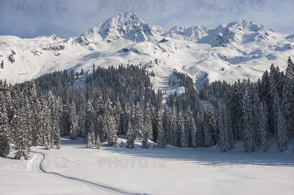 Snowy mountain landscape with fir forest