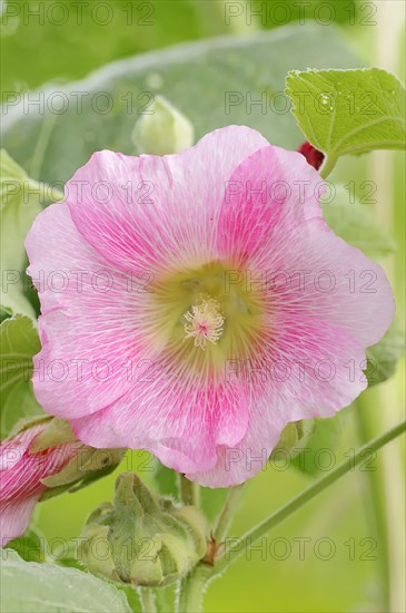 Hollyhock (Alcea rosea