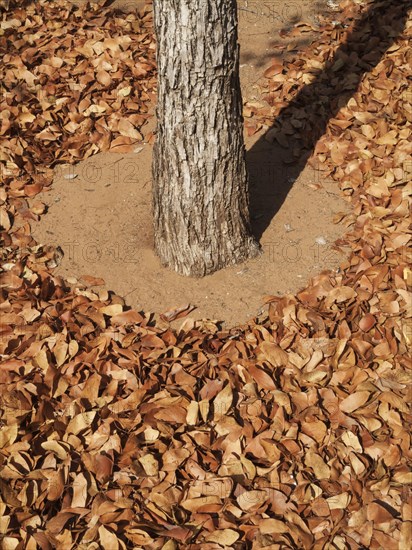 Fallen Mopane leaves (Colophospermum mopane)