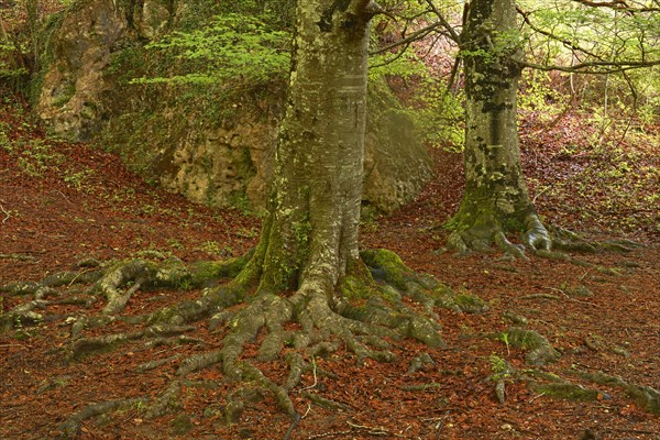 Beech trees
