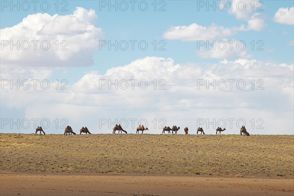 Bactrian Camels (Camelus ferus)