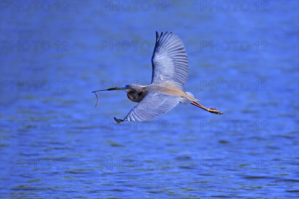 Tricoloured Heron (Egretta tricolor)