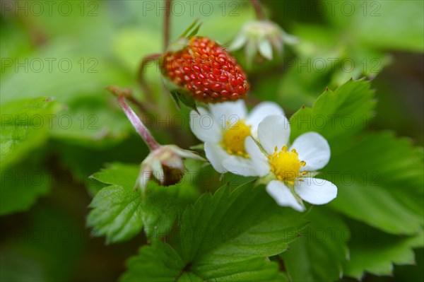 Wild strawberries (Fragaria vesca)