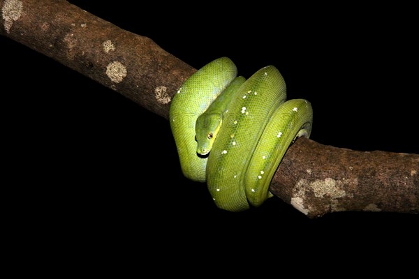 Green Tree Python (Morelia viridis)