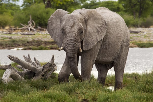 African Elephant (Loxodonta africana)