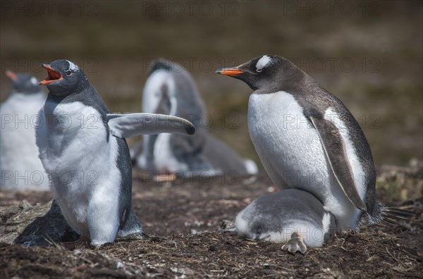 Gentoo Penguin (Pygoscelis papua) on nest with young