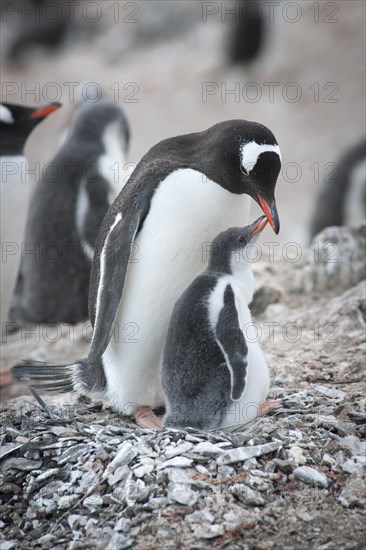 Gentoo Penguin (Pygoscelis papua) and chick at the nest