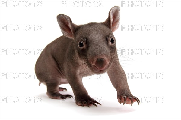 Common Wombat (Vombatus ursinus)