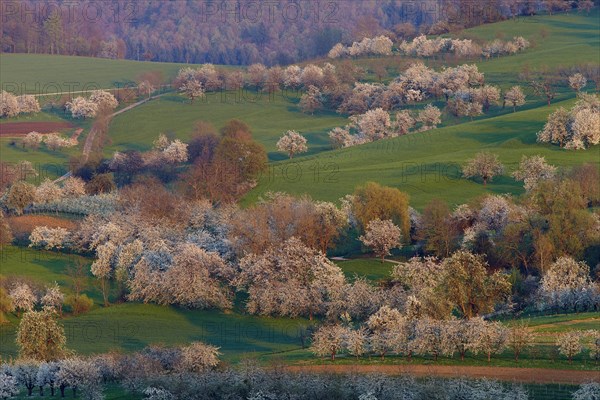 Blooming cherry trees in Eggener Valley