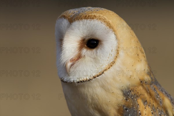 Barn Owl (Tyto alba)