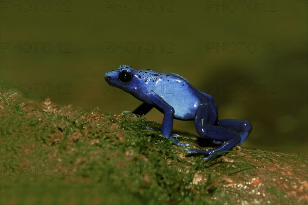 Blue Poison Frog (Dendrobates tinctorius)