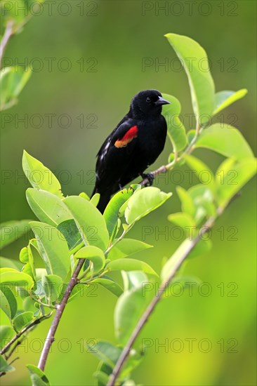 Red-winged Blackbird (Agelaius phoeniceus)