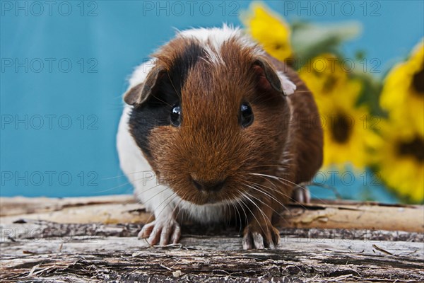 Smooth Guinea Pig