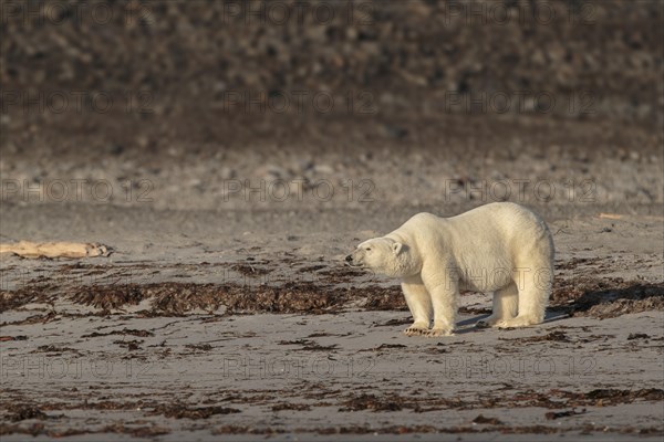 Polar Bear (Ursus maritimus)